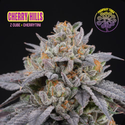 Cherry Hills, feminized seeds