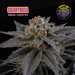 Cherrymosa, feminized seeds.