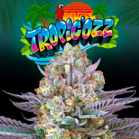 TROPIC’OZZ feminized seeds x6