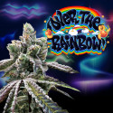 Over the Rainbow regular seeds x12