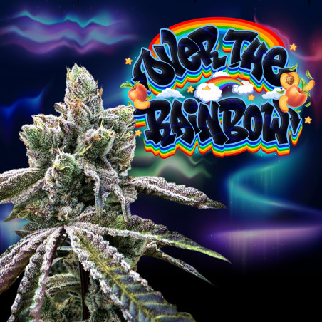 Over the Rainbow regular seeds x12