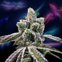 Over the Rainbow regular seeds x12