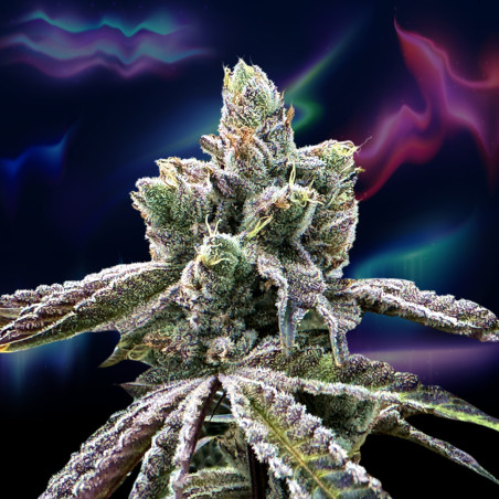 Over the Rainbow regular seeds x12