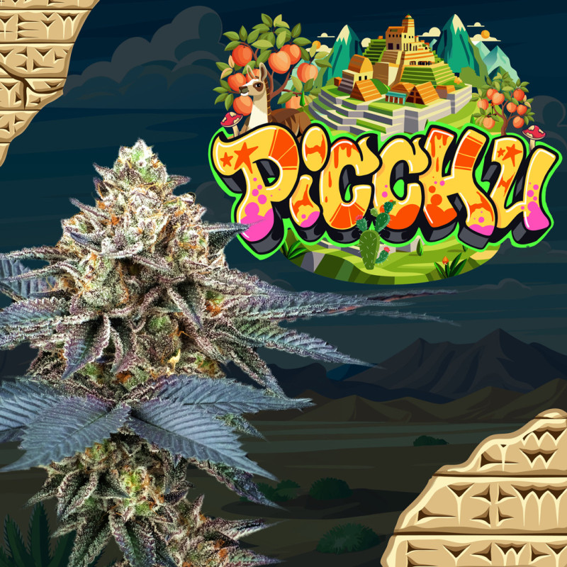Semi Femminizzati - Perfect Tree Seeds - PICCHU Semi Femminizzati - Perfect Tree Seeds - PICCHU