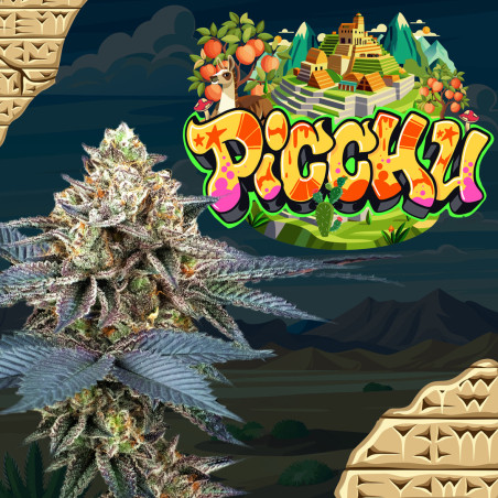 Semi Femminizzati - Perfect Tree Seeds - PICCHU