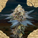 Semi Femminizzati - Perfect Tree Seeds - PICCHU