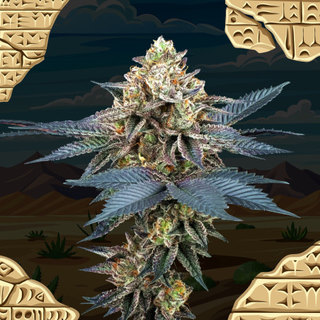 Semi Femminizzati - Perfect Tree Seeds - PICCHU
