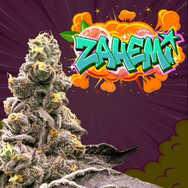 Zahemi regular seeds x12 Zahemi regular seeds x12
