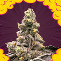 Zahemi regular seeds x12