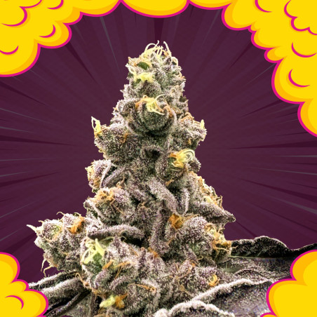 Zahemi regular seeds x12
