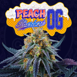 Peach Sherbert OG x6