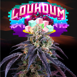 Feminized Seeds - Perfect Tree Seeds - LOUKOUM