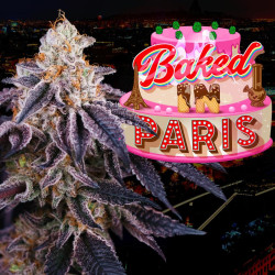 Baked in Paris, feminized seeds