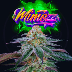 Feminized Seeds - Perfect Tree Seeds - MIMOZZ