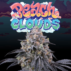 Peach Clouds x6