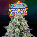 Rainbow Triangle, feminized seeds  pack x 6 + 3 seeds LH2P free.