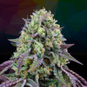 Rainbow Triangle, feminized seeds  pack x 6 + 3 seeds LH2P free.